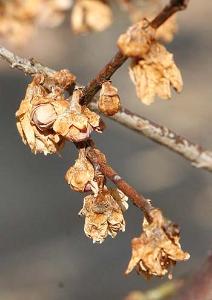 withered_flower_buds