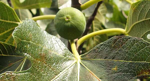 Small ripening fig fruit.