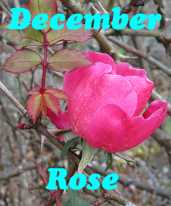 December Rose