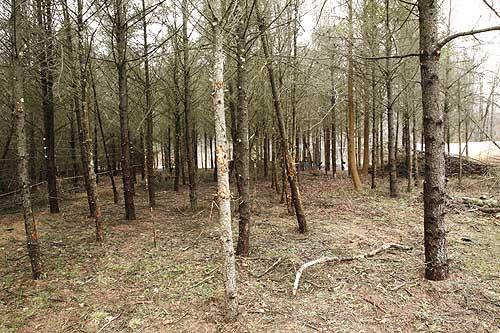 Pine trees after a day of clearing lower branches