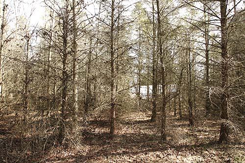 Pine tree thicket before we started work