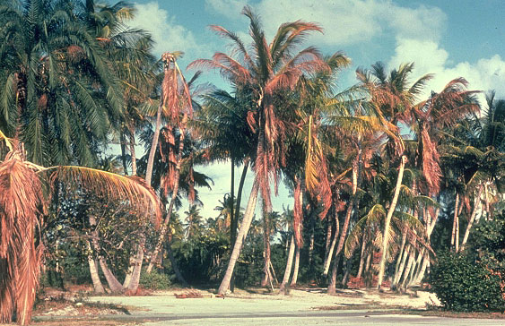 Coconut palms with Lethal Yellowing Disease.