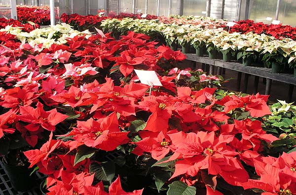 Portion of the Poinsettia trials at Rutgers University.