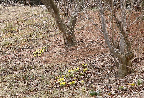 Winter aconite flowers  (Eranthus hyemalis)  under deciduous trees on our berm 