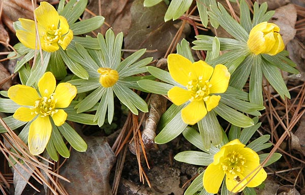 Winter aconite flowers  (Eranthus hyemalis) 