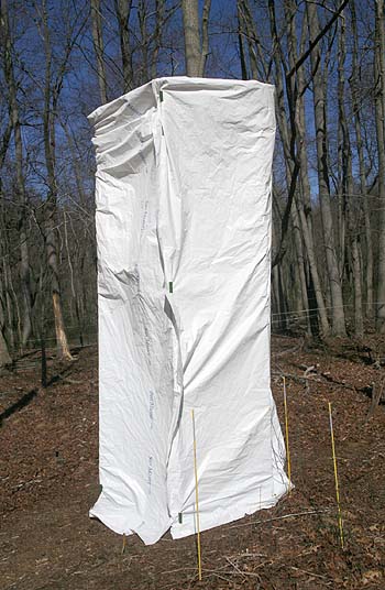 Japanese Apricot tree now wrapped in white plastic to protect it from the late snowfalls and frigid temperatures.