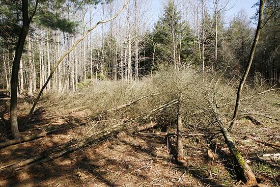 Dead and cut trees before we started.