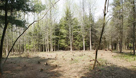 Finally cleared. 106 trees cut and removed from this small area!