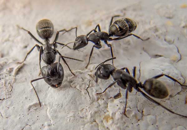 Black ants. Photo courtesy of libreshot.com