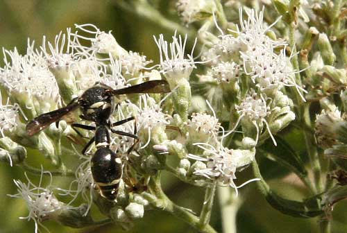 bug on boneset