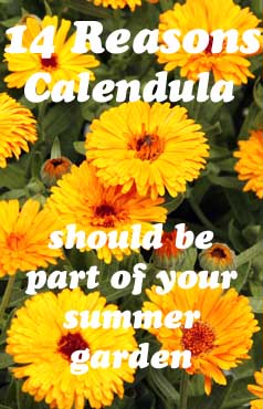 14 Reasons CALENDULA should be part of your summer garden.