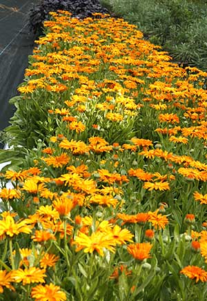 calendula or pot marigolds