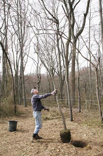 chestnut_tree_before_planting