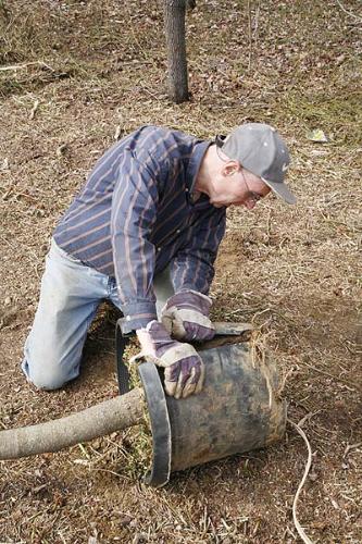 chestnut_tree_cutting_pot