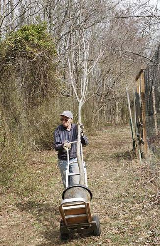 moving chestnut tree