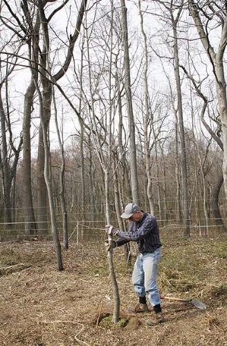 chestnut_tree_planted