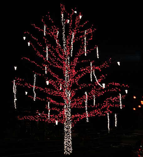 Tree lit for Christmas Season
