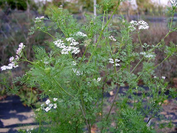 cilantro flowers