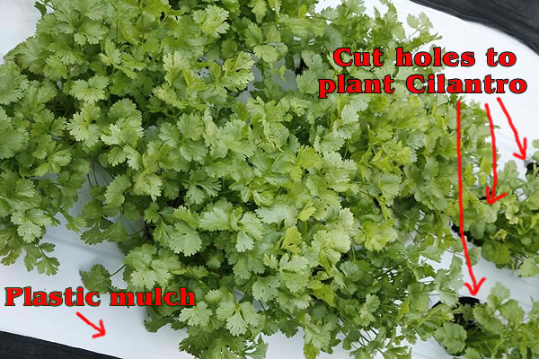 Cilantro plants growing in plastic mulch