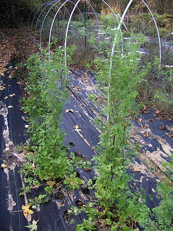 Flowering Cilantro can reach 5-6 Feet in height