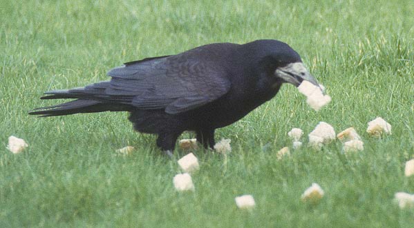 Large crow picking up as many bread cubes as it can 