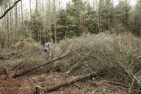 Cutting down the dead trees with chain saw