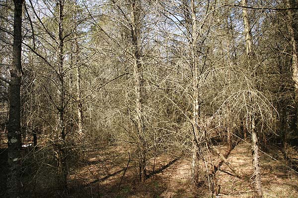 Dead standing trees. A fire hazard and impossible to walk between due to all the low dead branches.