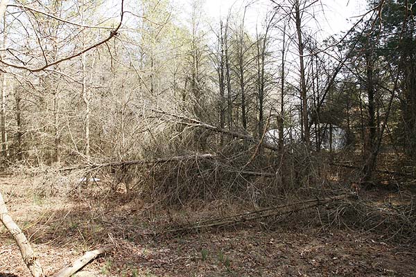 Many trees had fallen during Hurricane Sandy and several winter storms.