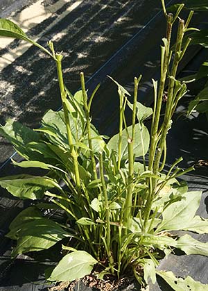 Deer eaten Echinacea