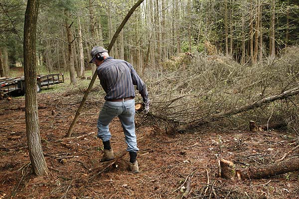 Dragging the downed trees out of the work area.