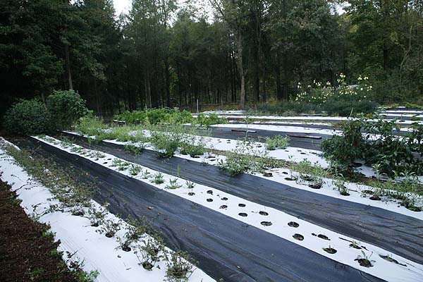 Completed field with crop rows.