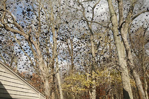 Giant flock of grackles at our farm