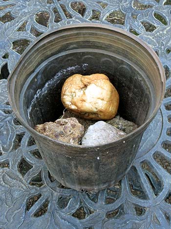 flower pot with stones in it