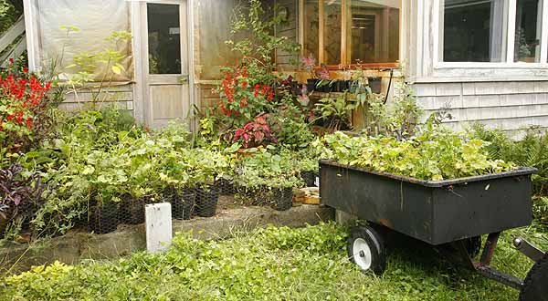 Plants in patio nursery