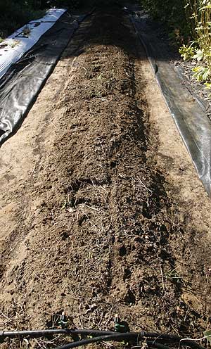 Remove irrigation lines and rake up debris