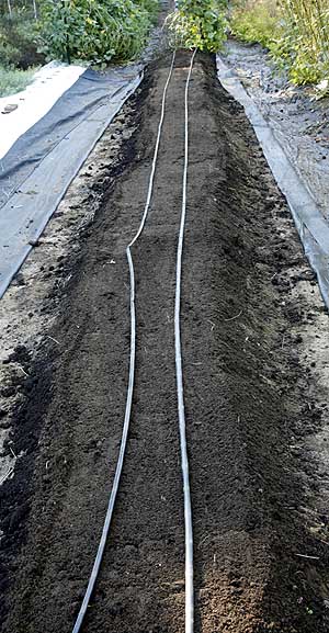 lay irrigation lines on bed row.