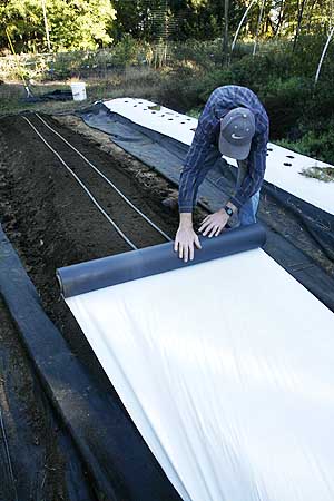 Laying plastic mulch over newly prepared garlic bed