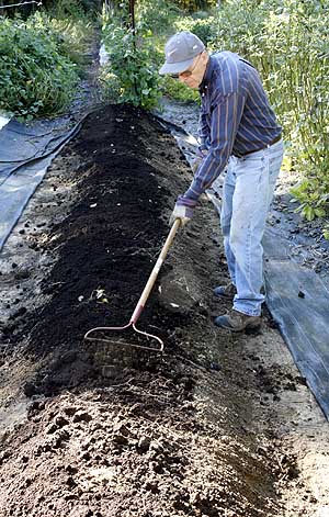 Rake compost out so its even on the row