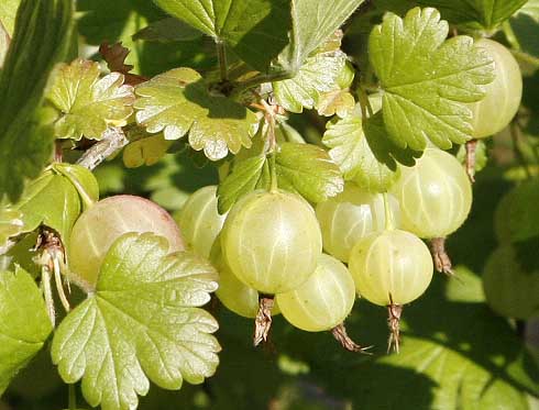 Gooseberries ready to be picked.
