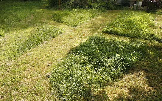 Geometric patterns in our lawn. These were accidental cuts from necessity not art. But someday when I have time&.