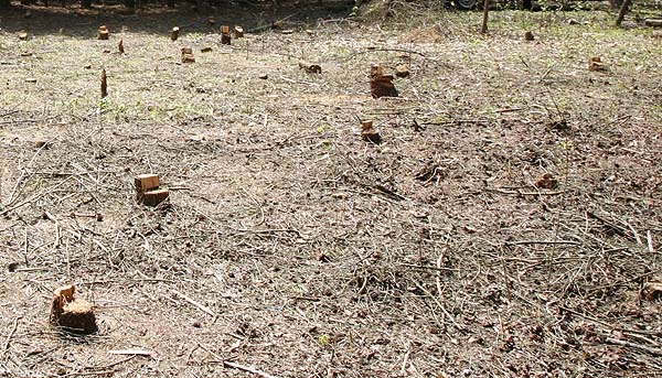 Twigs and other mess left after the main clearing is completed.