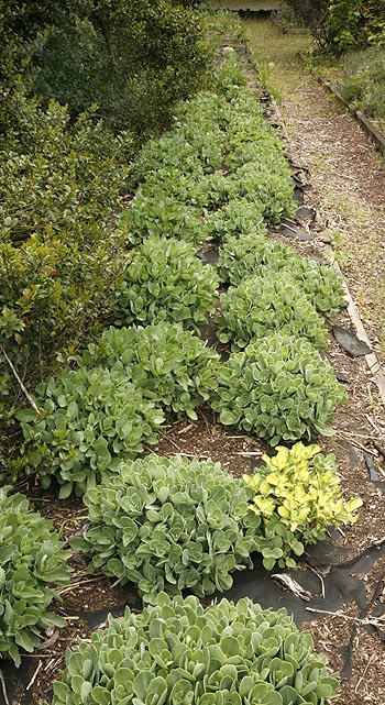 Ice plants one week after winter cleanup