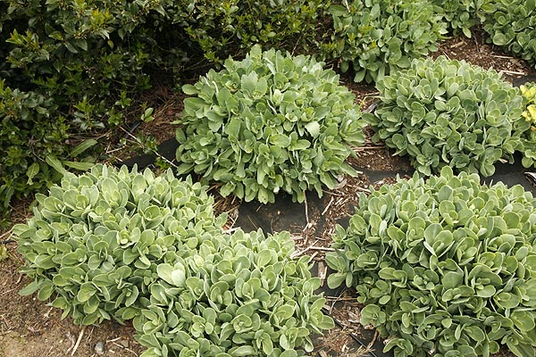 Ice plants one week after cleanup.  Boy have they grown!