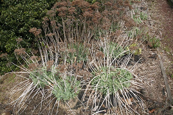 Ice plants before cleanup