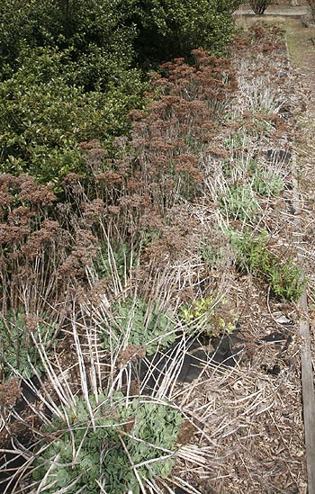Ice plants (sedum spp.) before spring cleanup
