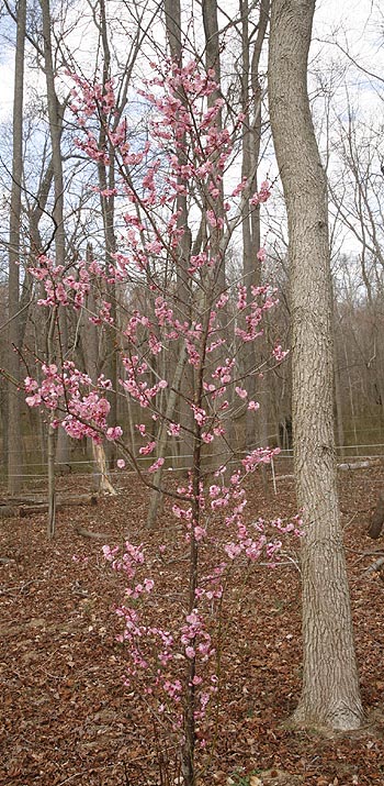 Warm weather brought the lovely Japanese Apricot tree into bloom way to early.