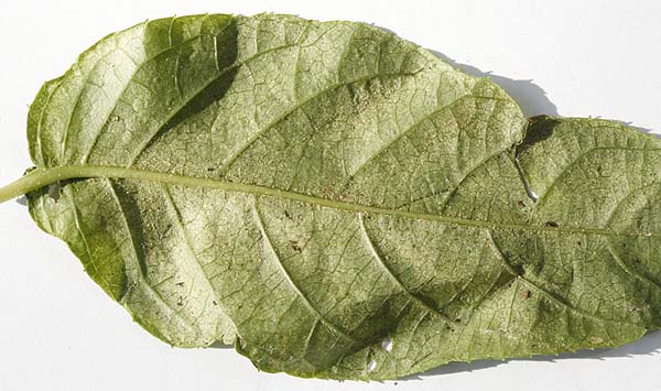 Underside of kiwi vine leaf