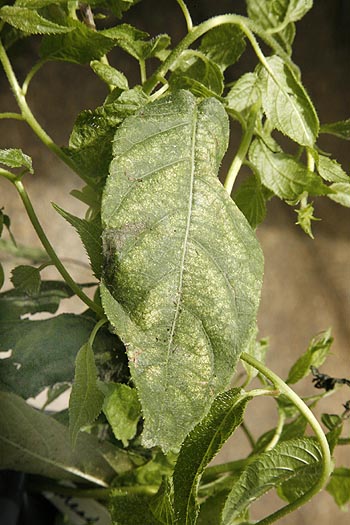 Mottled leaf of kiwi vine