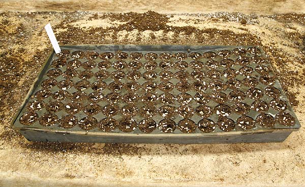 Trays with larger cells can be used for medium seeds. One or two seeds per cell. These Echinacea seeds are waiting to be covered.