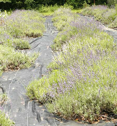 Lavender Rows after harvesting. 